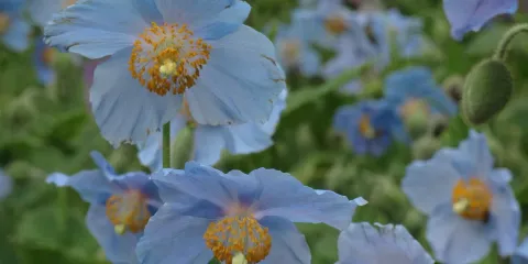 上三依水生植物園