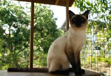 Thai Cat Center景点图片