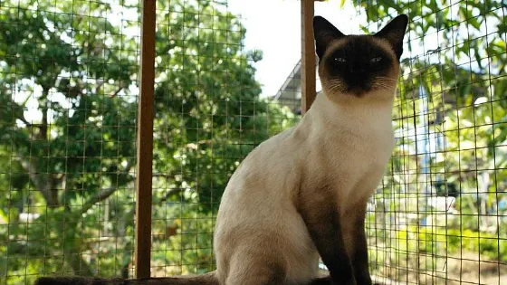 Thai Cat Center