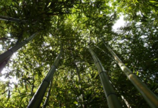 Jungle Garden Karlostachys景点图片