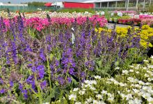 Záhradníctvo Naturea购物图片