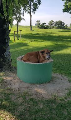 Ayutthaya Golf Club-大城
