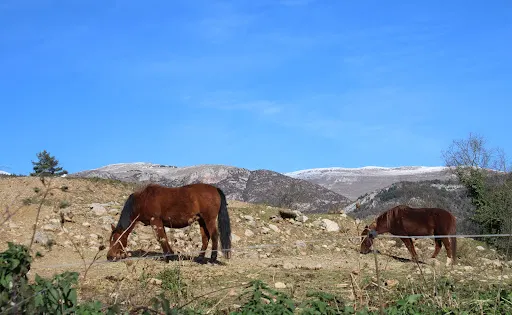 Gorg de la Malatosca