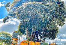 Isnos Letrero Park景点图片
