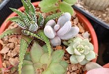 Chiloé Cactus购物图片