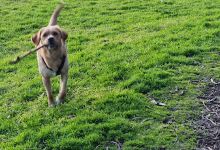 Fritsch Holzer Park Dog Off Leash Area景点图片
