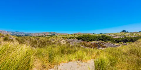 Bodega Dunes