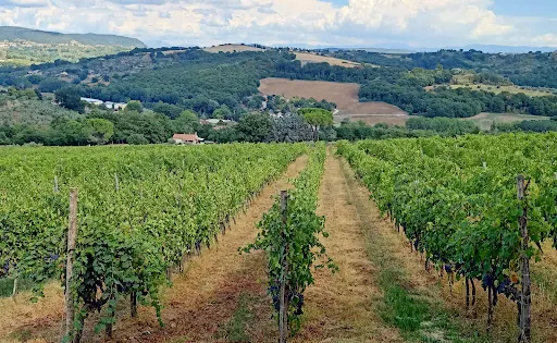 Cantine Zanchi