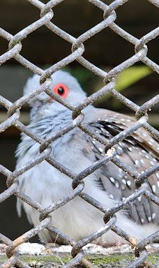 Gore Public Gardens-戈尔