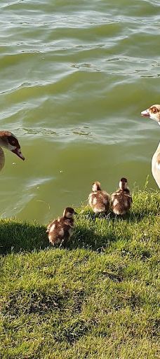 Menachem Begin Park-特拉维夫