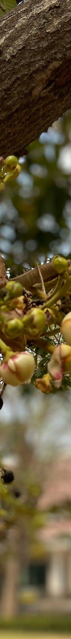 昭萨帕拉雅国家博物馆-大城