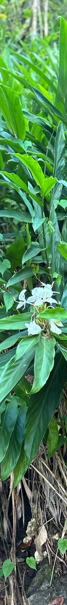 皮皮崴小径-茂宜县