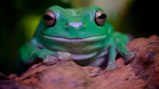 Naturaliste Reptile Park