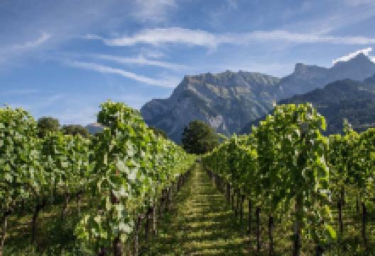 Winery Heidelberg景点图片