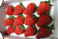 渡邉いちご園景点图片