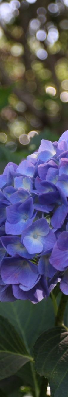 白鸟庭园-名古屋