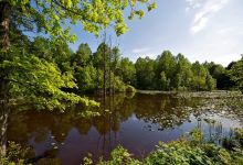 Morgan Swamp Nature Preserve景点图片