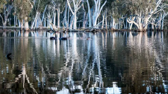 Duck Lagoon