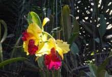 Mae Ram Orchid景点图片