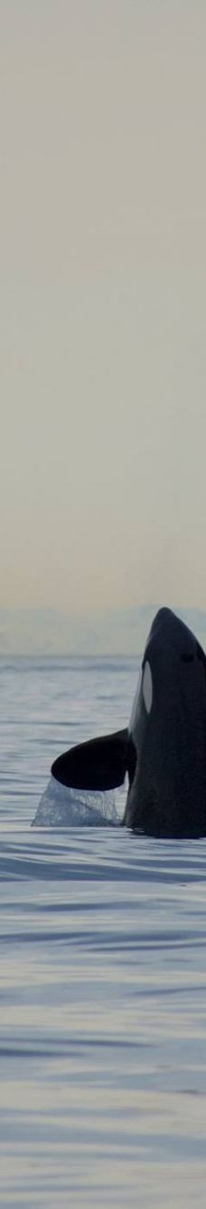 Seward Ocean Excursions-西沃德