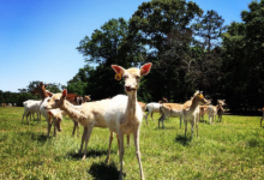 Santa Rosa Ranch景点图片