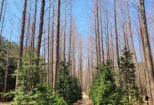 Beolyeong-ri Metasequoia Forest景点图片