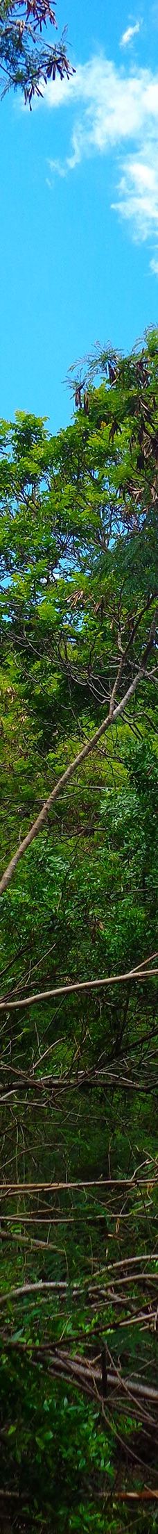 Notre Dame Du Pacifique-阿尔达比勒