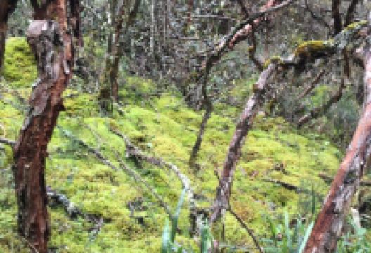 El Bosquete de Polypepis景点图片