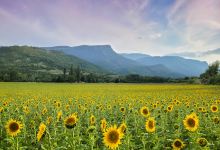 Champ de Tournesol景点图片