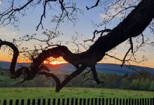 The sessile oak of Mercheasa景点图片