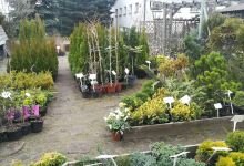 Centrum Ogrodnicze购物图片