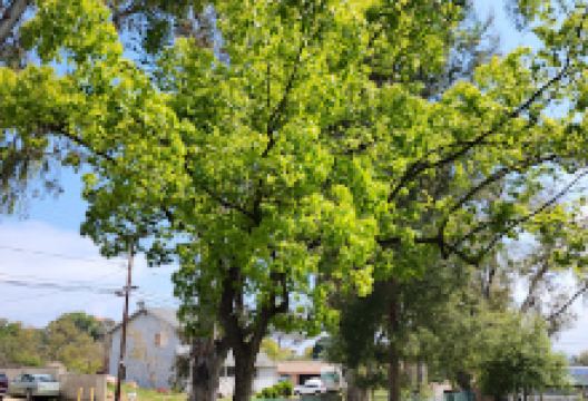 Nancy Jane County Park景点图片