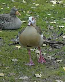 美因塔-法兰克福