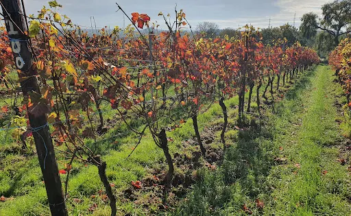Domaine du Ry d'Argent