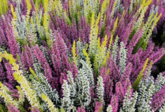 Garden City Dísznövényáruda és Gazdabolt购物图片