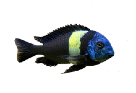 Maswanord.DK v/Kasper Elund购物图片