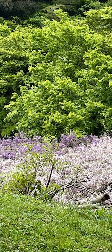河内藤园-北九州