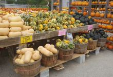 Lindner Pumpkin Farm景点图片
