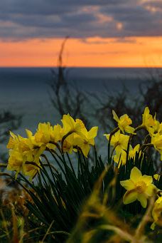 Hamadate Park-由利本庄市