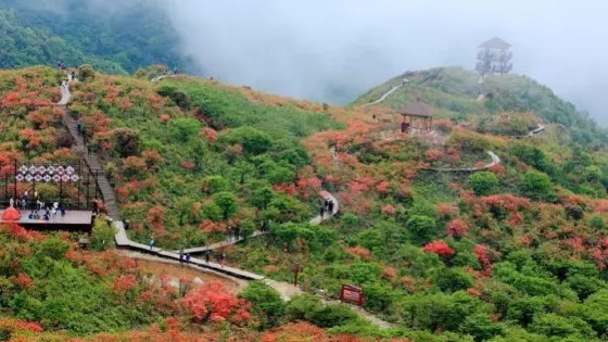 杜鵑花海