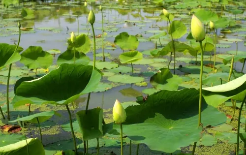 亞沙水生植物園
