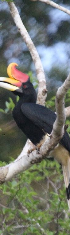 京那巴当岸河-基纳巴唐岸