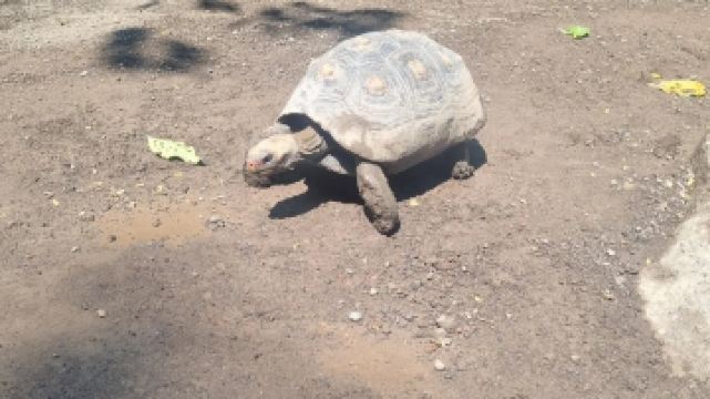 Hidden Canyon Mini Zoo