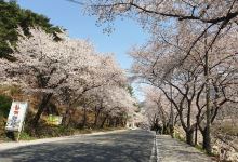 Hwagaejangteo Market景点图片