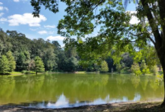 Lake Ella Park景点图片