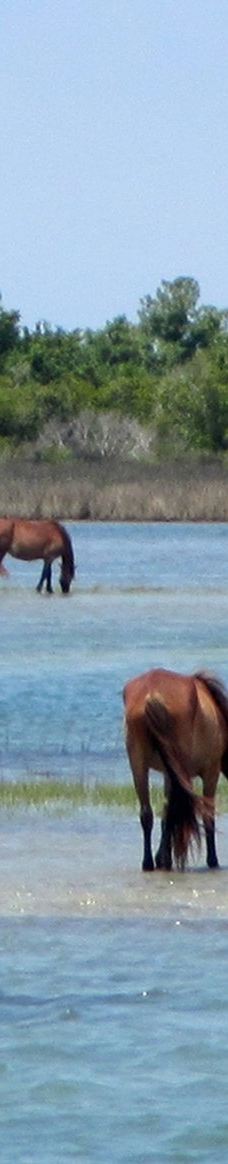 Cedar Island National Wildlife Refuge-拉合尔