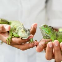 圣伊格纳西奥图片
