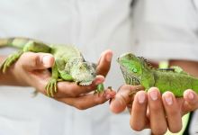 Green Iguana Conservation Project景点图片