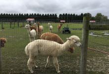 Silver Fox Farm Alpacas景点图片