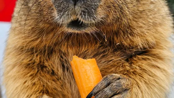 Jaunstuci Murksku Audzetava